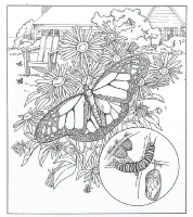 A coloring page of nature in the backyard